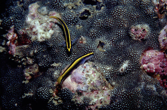  Elacatinus figaro   (Barber Goby)